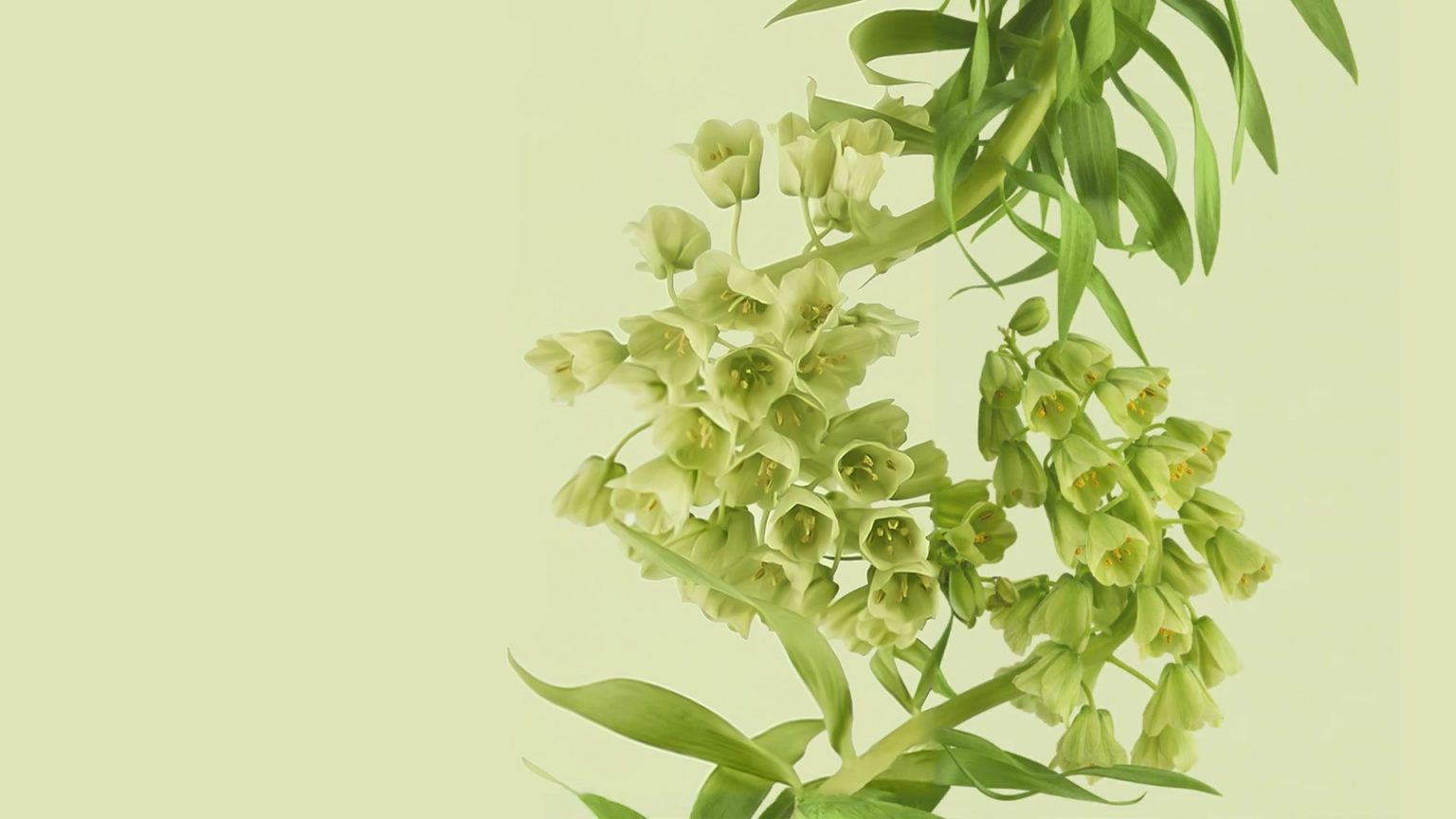 Download Android 12 Beta Wallpaper | The Tech Basket