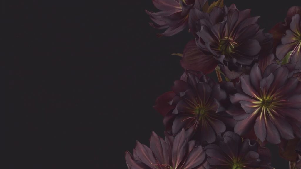 Download Android 12 Beta Wallpaper 5 android 12 wallpapers