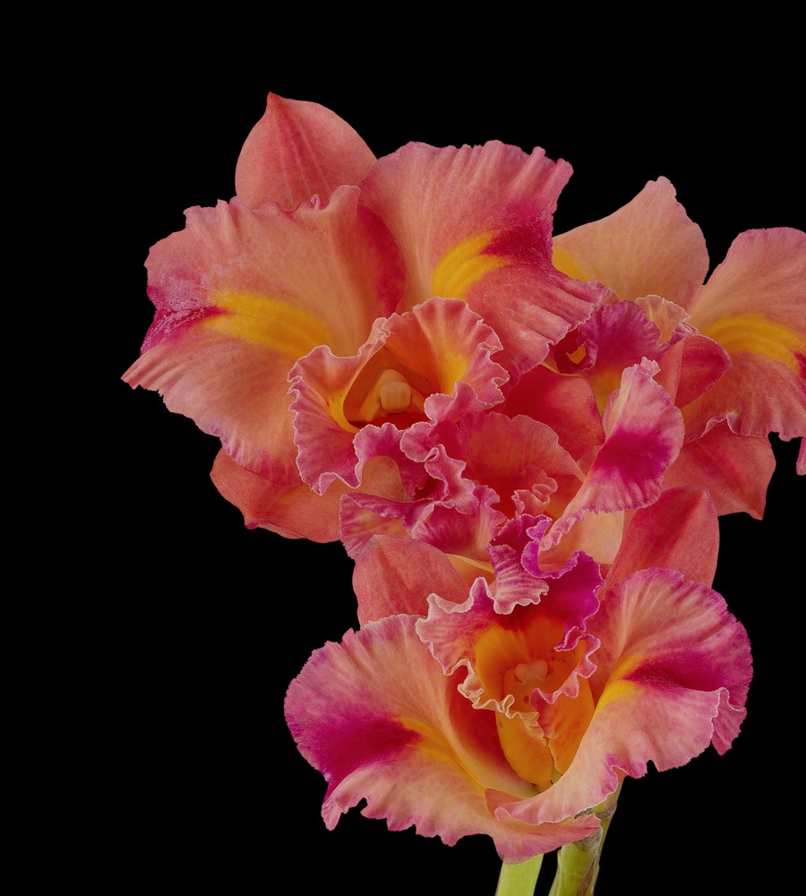 Download Pixel 6 Pro Wallpapers 13 pixel 6 pro cattleya orchid dark thetechbasket.com pre