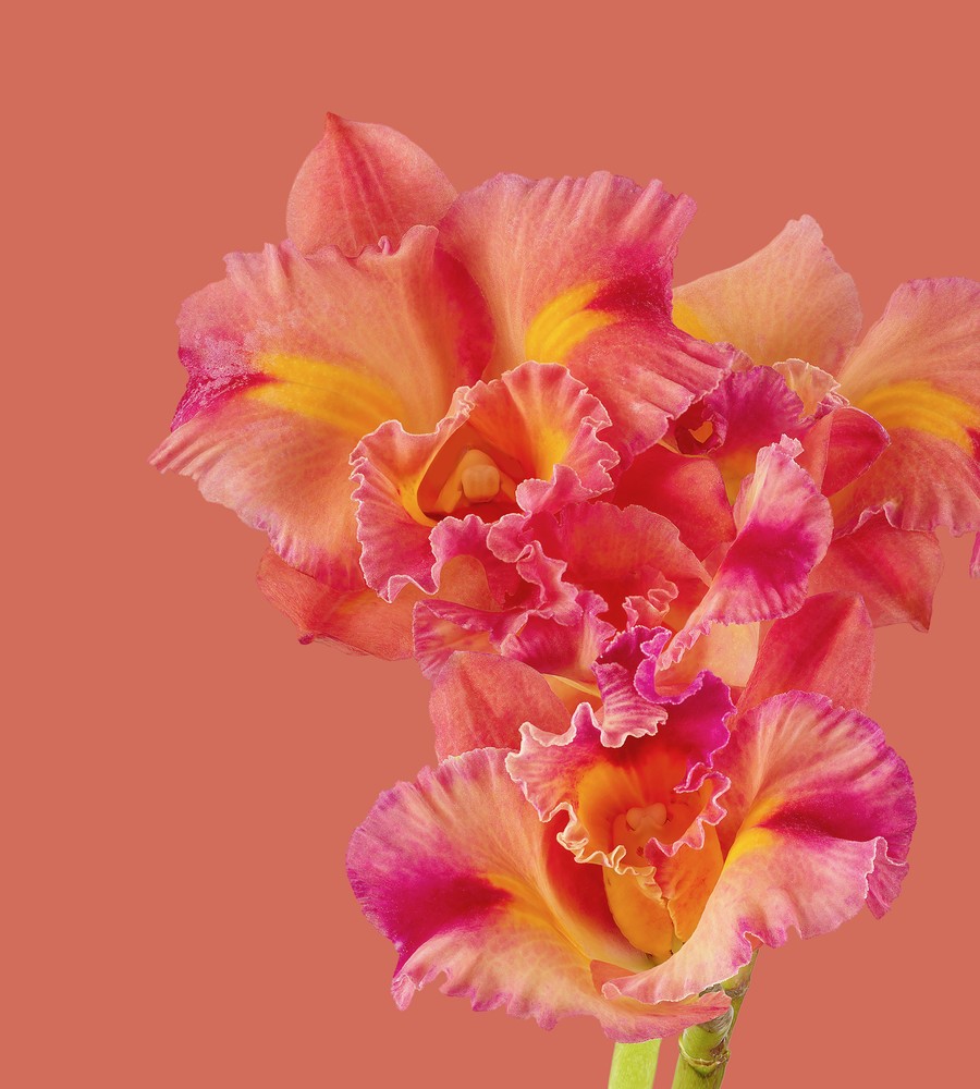 Download Pixel 6 Pro Wallpapers 14 pixel 6 pro cattleya orchid light thetechbasket.com pre