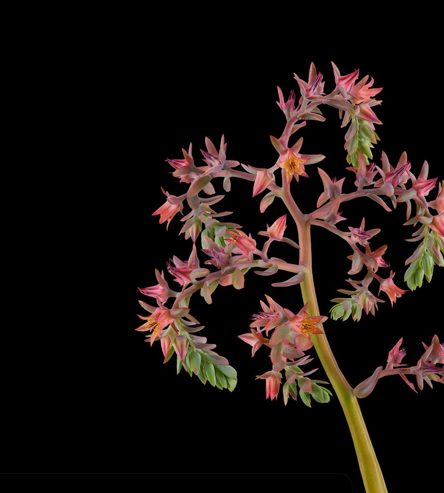 Download Pixel 6 Pro Wallpapers 15 pixel 6 pro echeveria blue prince dark thetechbasket.com pre