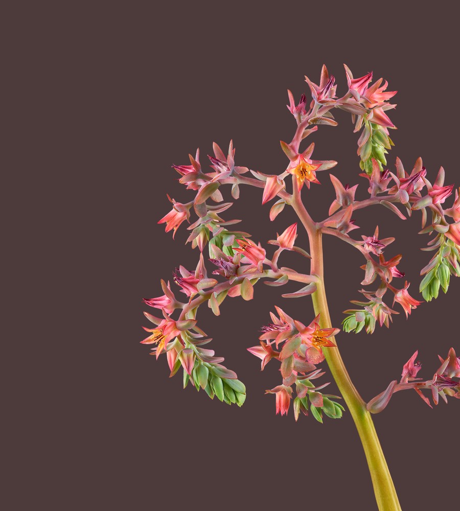 Download Pixel 6 Pro Wallpapers 16 pixel 6 pro echeveria blue prince light thetechbasket.com pre