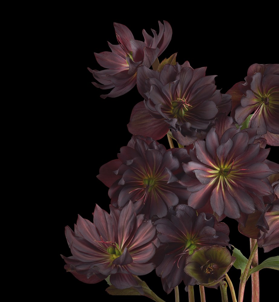 Download Pixel 6 Pro Wallpapers 17 pixel 6 pro hellebores dark thetechbasket.com pre