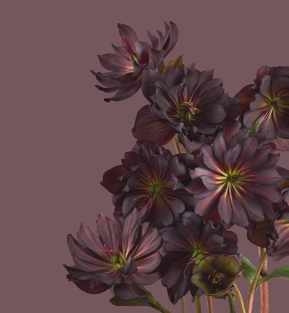 Download Pixel 6 Pro Wallpapers 18 pixel 6 pro hellebores light thetechbasket.com pre