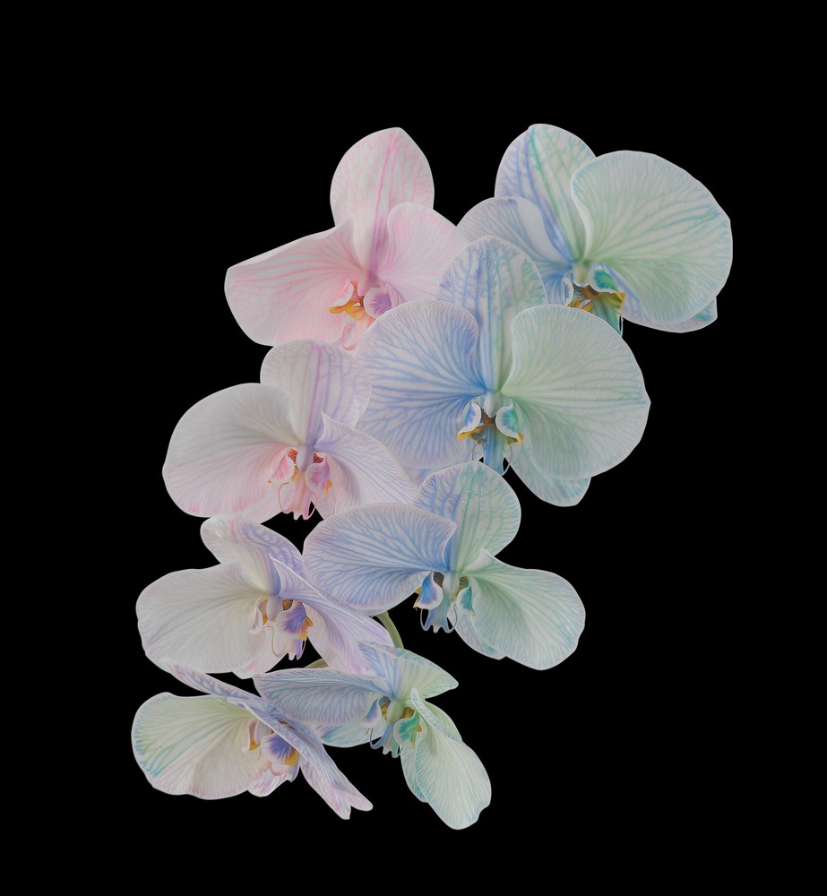 Download Pixel 6 Pro Wallpapers 19 pixel 6 pro moth orchid dark thetechbasket.com pre
