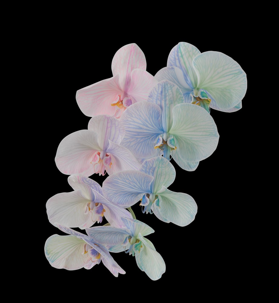 pixel 6 pro moth orchid dark thetechbasket.com pre