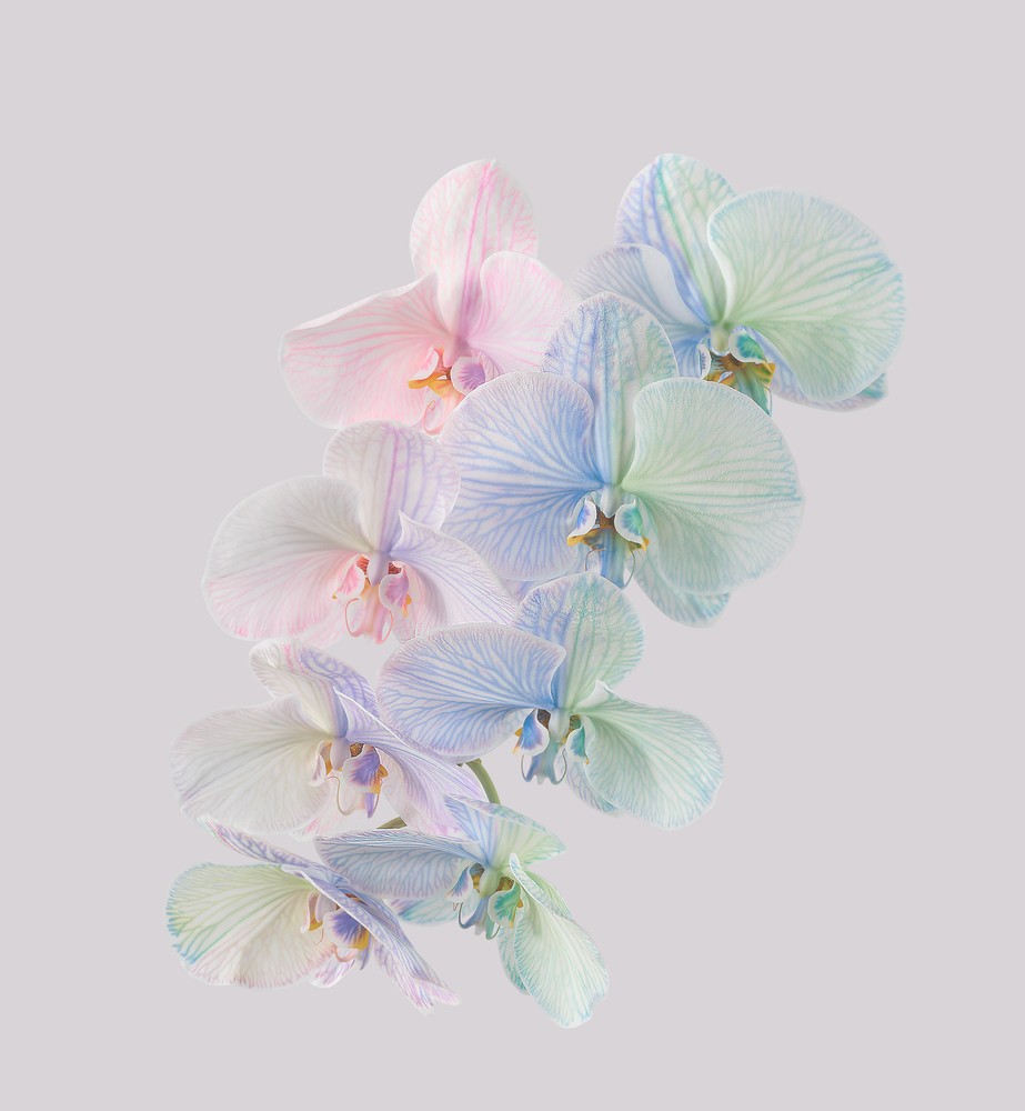 Download Pixel 6 Pro Wallpapers 20 pixel 6 pro moth orchid light thetechbasket.com pre
