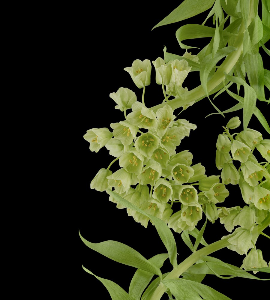 Download Pixel 6 Pro Wallpapers 21 pixel 6 pro persian lily dark thetechbasket.com pre