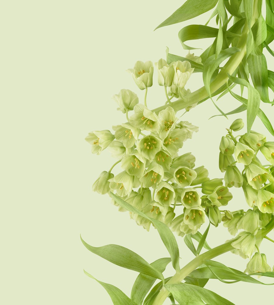 Download Pixel 6 Pro Wallpapers 22 pixel 6 pro persian lily light thetechbasket.com pre