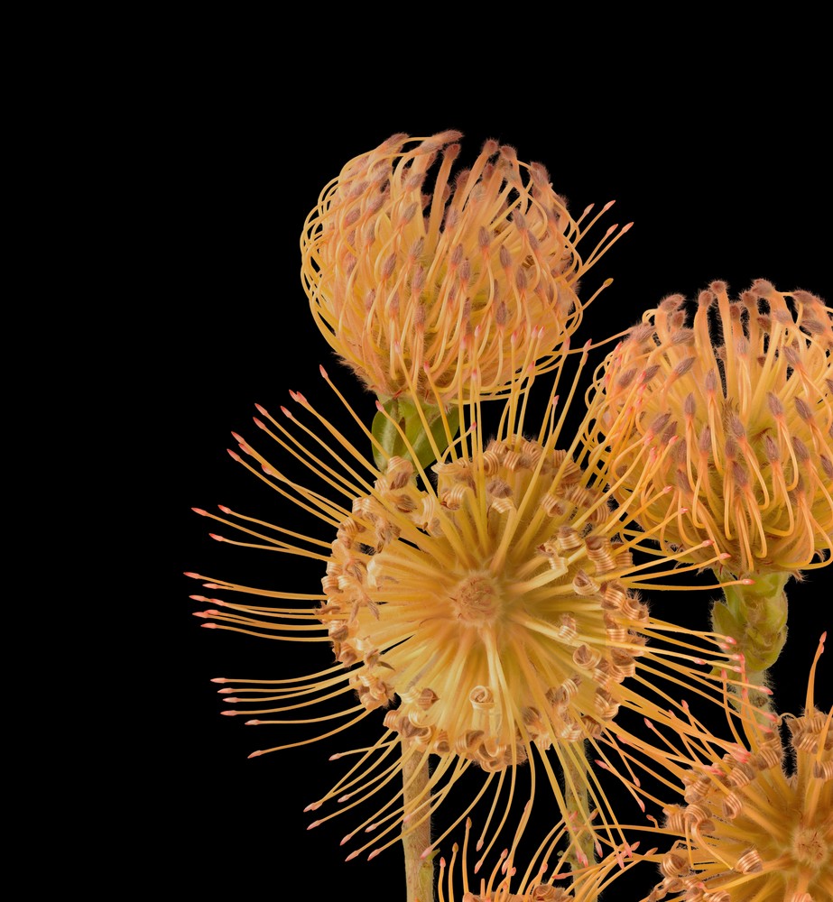 pixel 6 pro pincushion protea dark thetechbasket.com pre