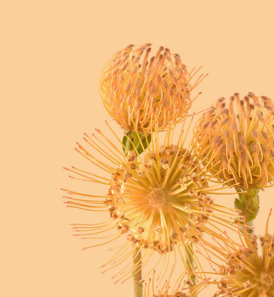 pixel 6 pro pincushion protea light thetechbasket.com pre