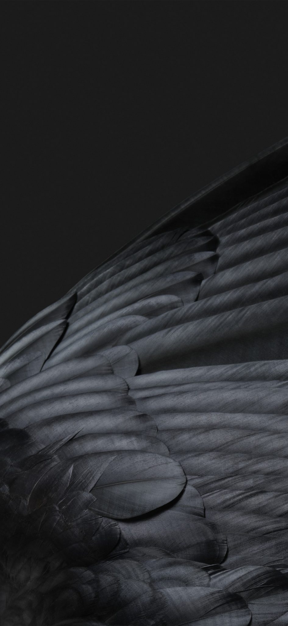 Download Pixel 7 & 7 Pro Wallpapers 4 c10 obsidian light scaled