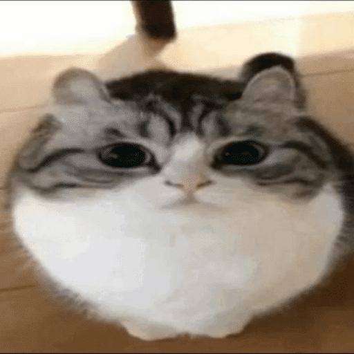 Roblox Cute Decal IDs (June 2026): Sanrio, Kawaii, Pastel Animal IDs 4 cute wawa ball cat