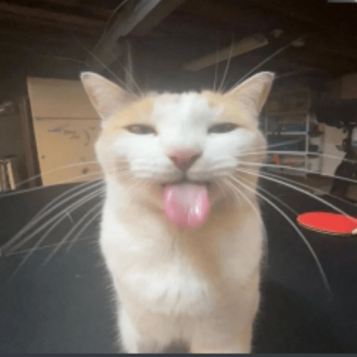 Roblox Cat Decal IDs (June 2026): Cute, Funny, and Meme Cat Codes 1 silly cat