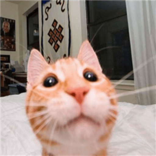 Roblox Cat Decal IDs (June 2026): Cute, Funny, and Meme Cat Codes 4 silly cat