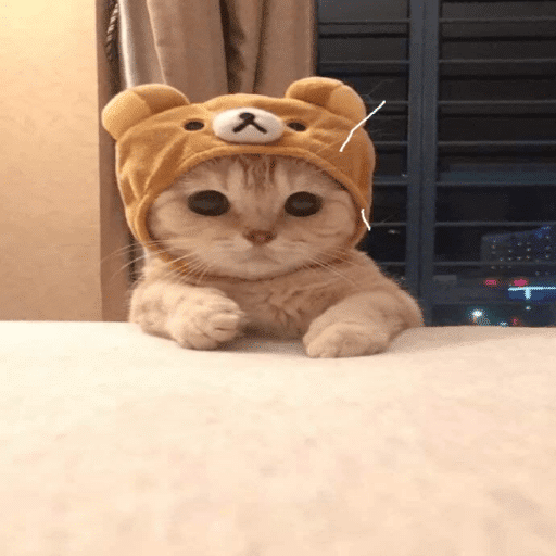 Roblox Cute Decal IDs (June 2026): Sanrio, Kawaii, Pastel Animal IDs 3 Cute Cat Cat Cat!