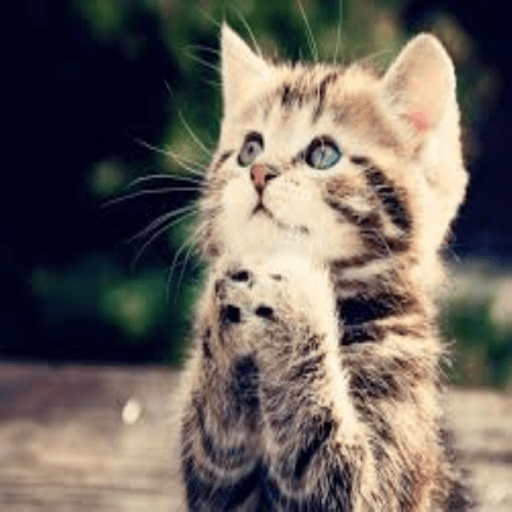 Roblox Cat Decal IDs (June 2026): Cute, Funny, and Meme Cat Codes 9 Cute Kitten
