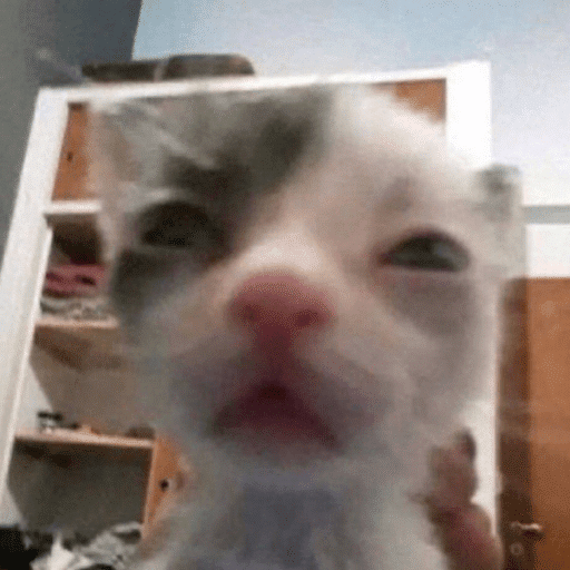 Roblox Meme Decal IDs (June 2026): Working Meme Image IDs 2 funny cat moment